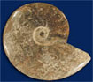 polierte Ammoniten