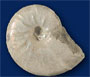 Ammoniten in Perlmutt-Erhaltung (blue)
