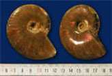 Ammonites, red iridescent