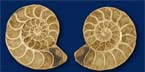 Split Ammonites